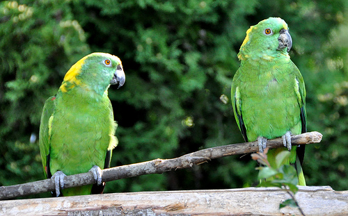 Yellow -Naped Amazon